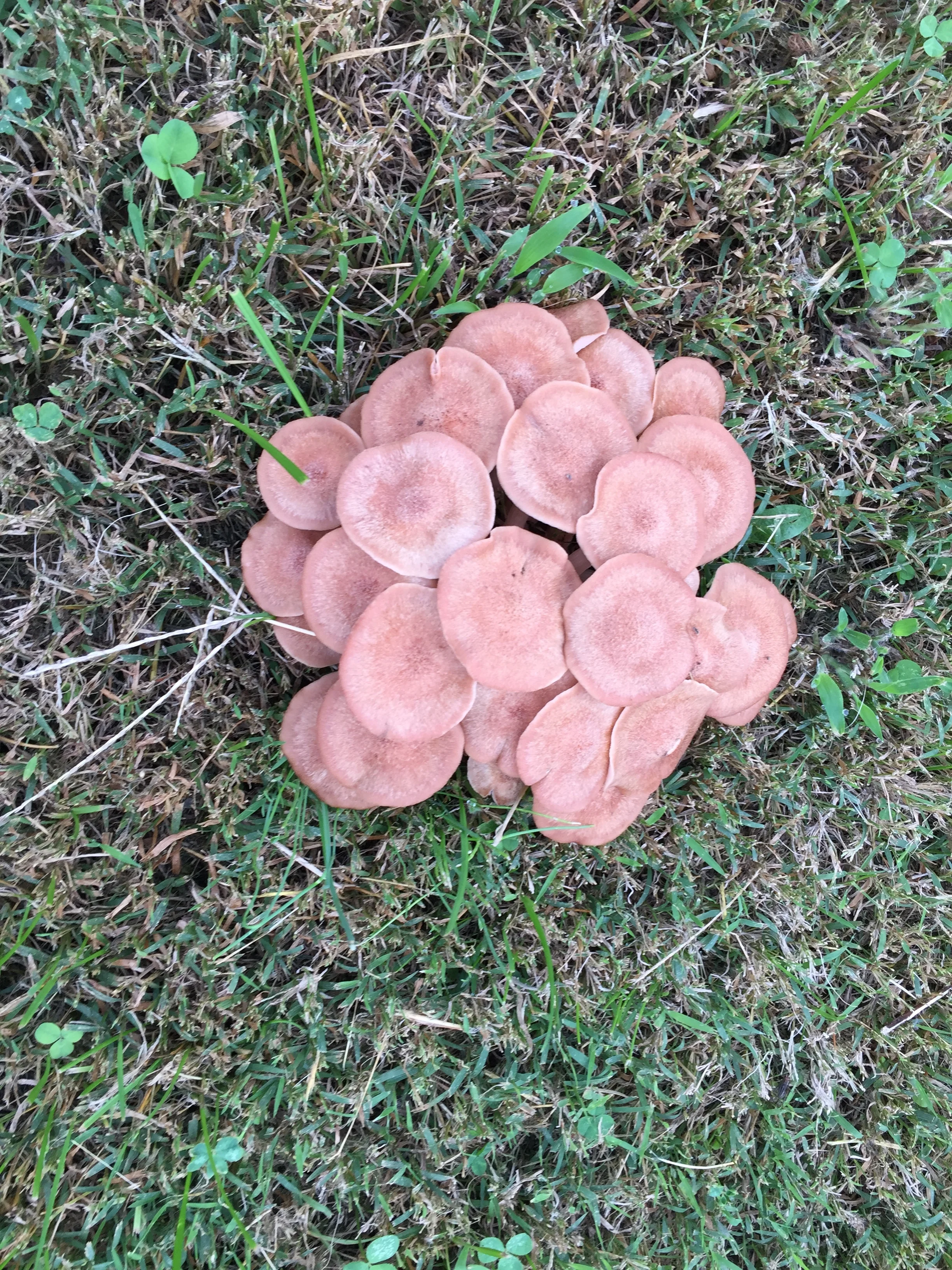 In Pictures | Sunday Fungi