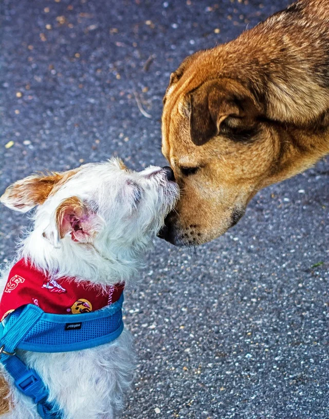 Dec 1 | Pop-Up Dog Park @ Butterfly Park