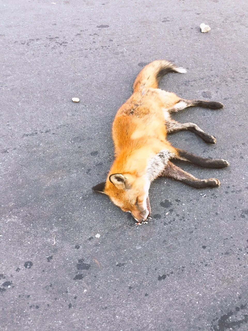 Rest In Peace Mr. Fox