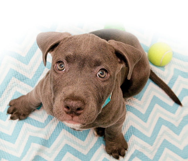 Free Pet Services and Supplies for Residents in 20020