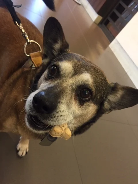 It's National Pet Day! Send your pet pics for posting on CHotR