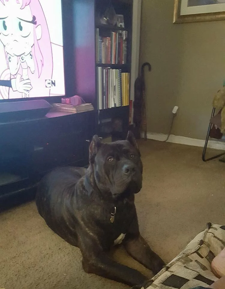 #NationalPetDay - Meet King, the unofficial neighborhood dog of Bellevue