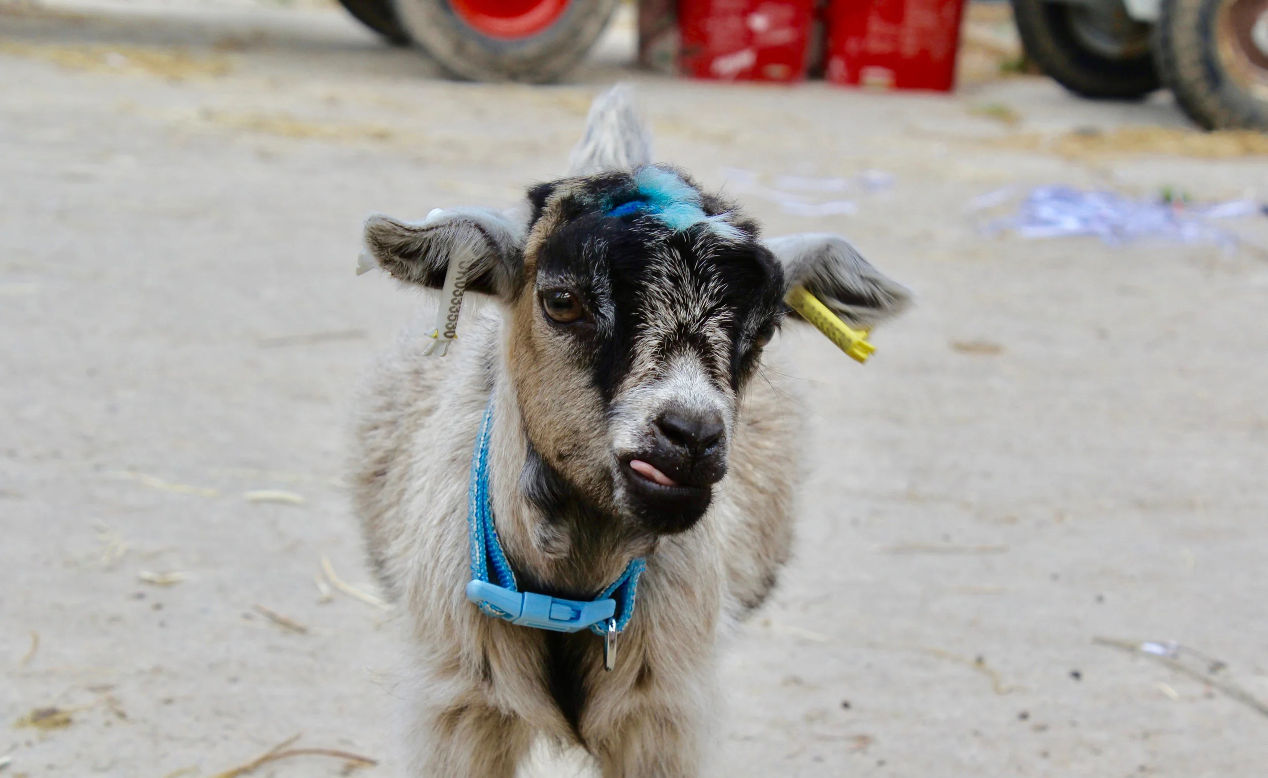 April 27 | Ward 7 Petting Zoo