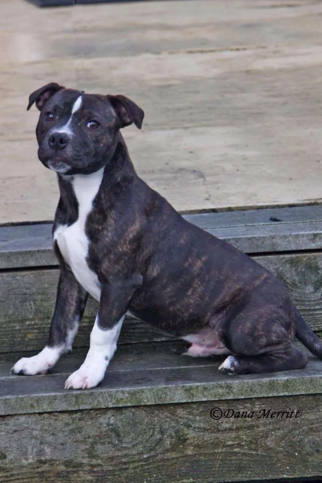 UPDATE: FOUND! LOST DOG - Leon was last seen in Congress Heights on Saturday