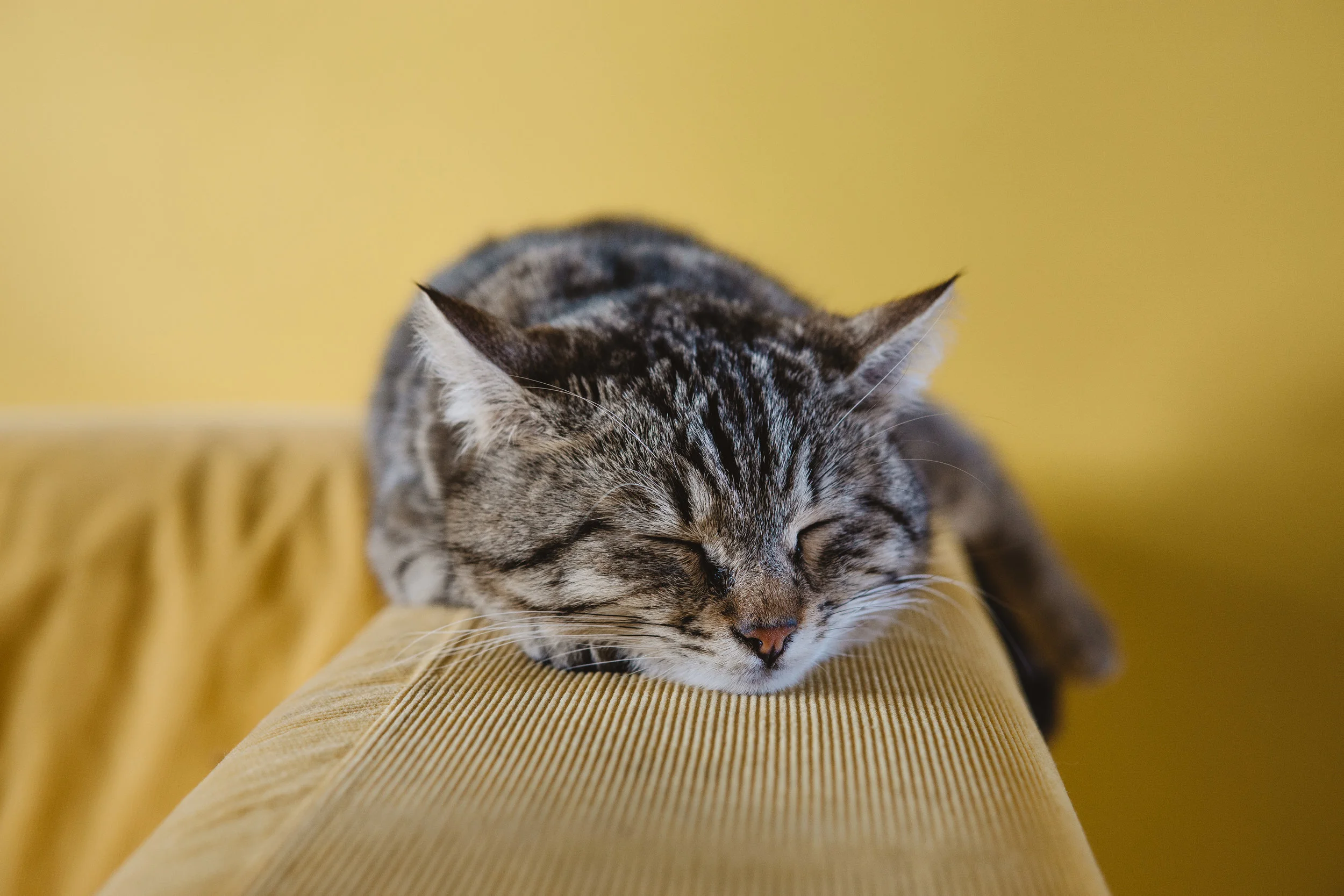 The Humane Rescue Alliance offers free veterinary care for residents in 20020