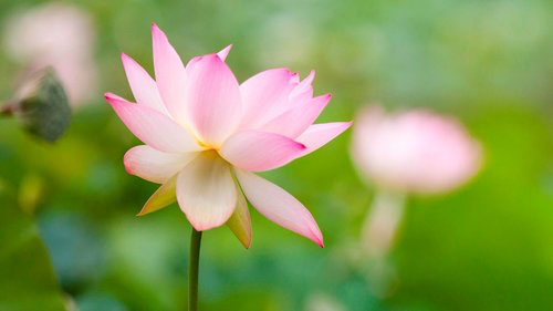 July 13 + 14 | Lotus and Water Lily Festival - Free event! 