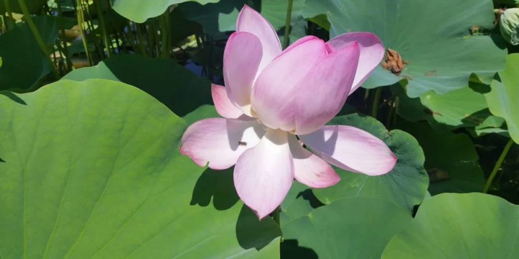 Lotus ride mosey.jpg