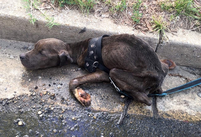 [PR] Humane Rescue Alliance Offers $5,000 Reward for Information About a Horrific Animal Cruelty Case