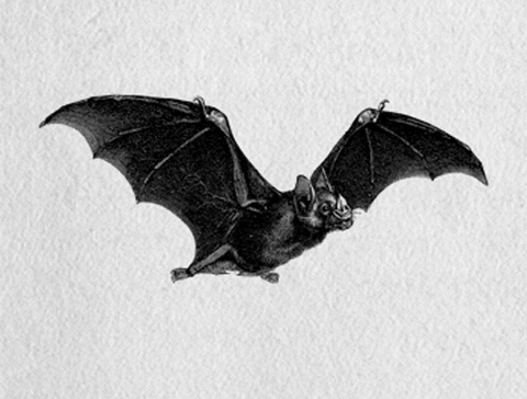 🏆 Aug 9 | Kingman Island Bat Walk - Free event! 