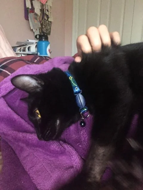 🐈LOST CAT - Last seen near 11th Place, SE and Savannah Street area