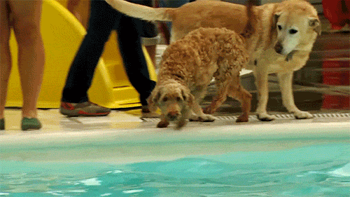 🏆 Sept 7 |  Doggie Day Swim at three DC Pools  