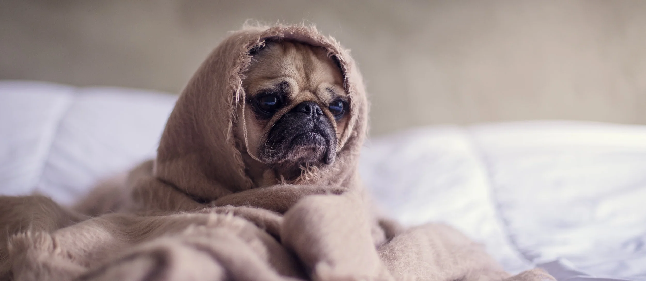 walk in vaccine clinic for dogs