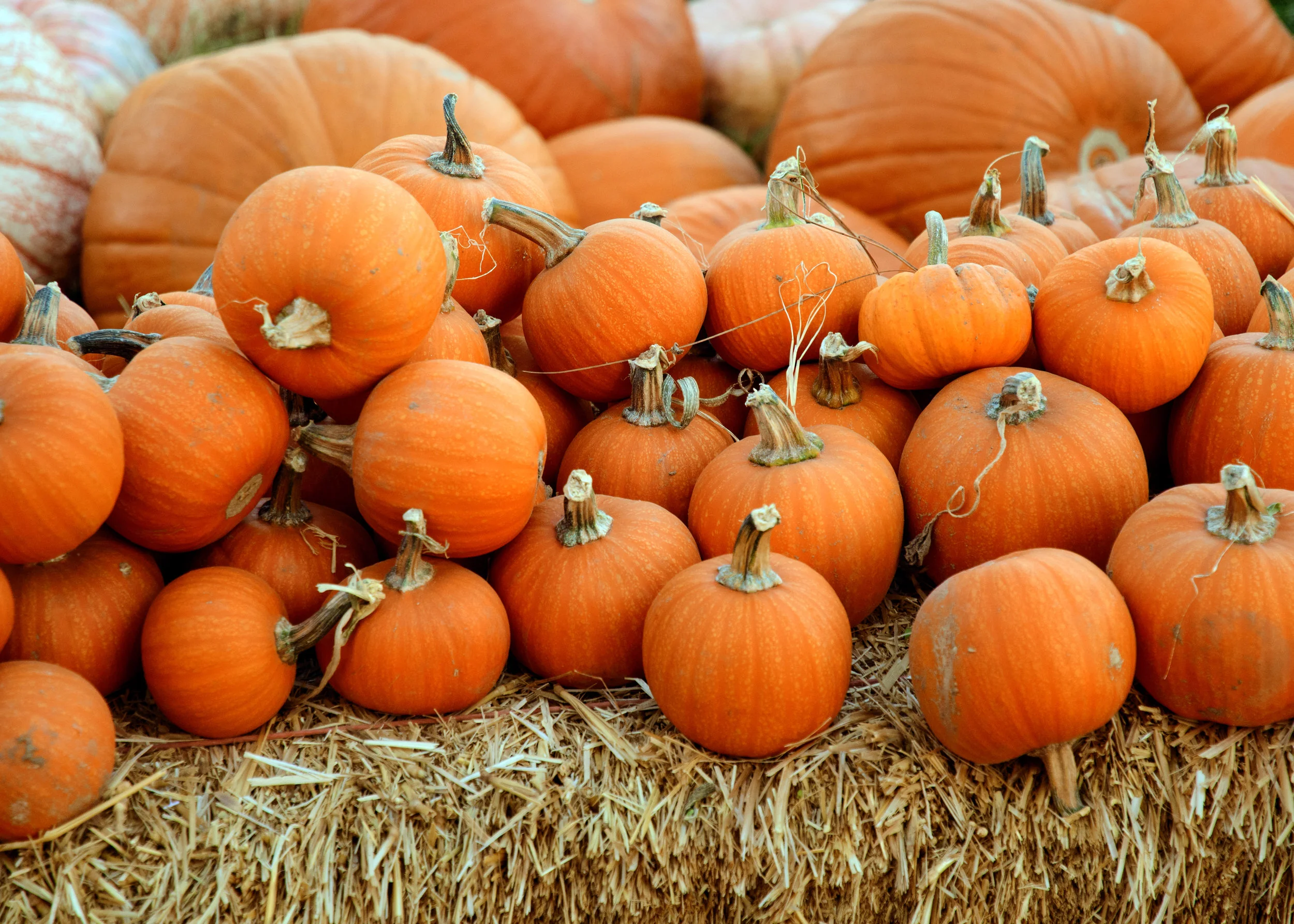 🏆 Oct 26 | Pumpkin Patch Harvest Festival - Free event!