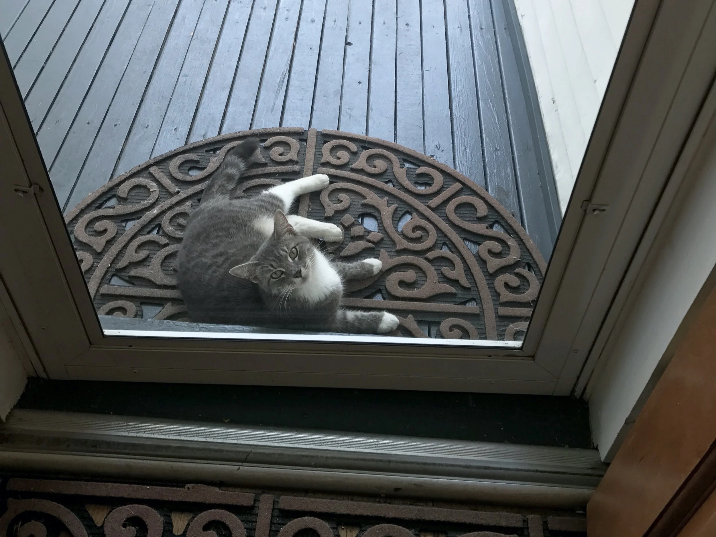 Please help Chloe the Cat find her forever home! 