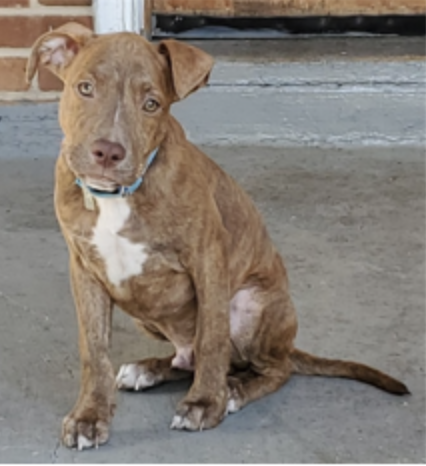 [PR] Vehicle of Interest Sought in an Assault with a Dangerous Weapon (Gun) and Theft Offense: 800 b/o Division Avenue, NE