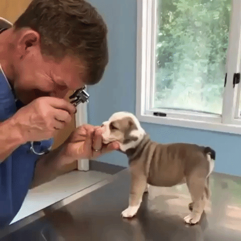 Humane Rescue Alliance Walk-In Vaccine Clinic Schedule