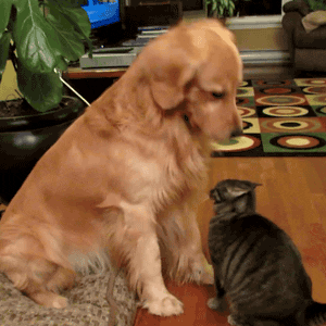 Feb 22 | Apartment Living with Dogs Seminar