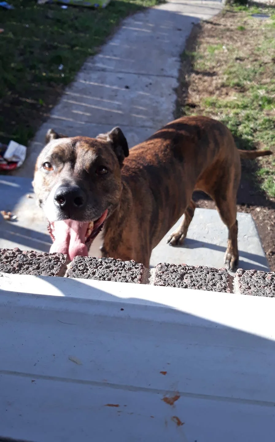 UPDATE - Her owner has been found! 