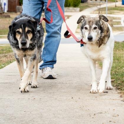 🐕FROM RUSSIA WITH LOVE! Jack and Snezkha need a forever home!