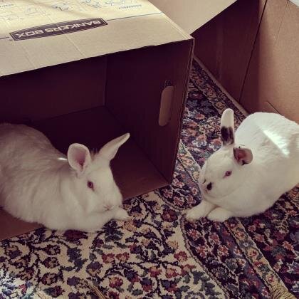 🐰BUNNY LOVE |  Lola and Wabby need a good home