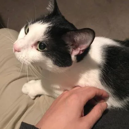 😻CASTLE WANTED | Queenie, now available for adoption
