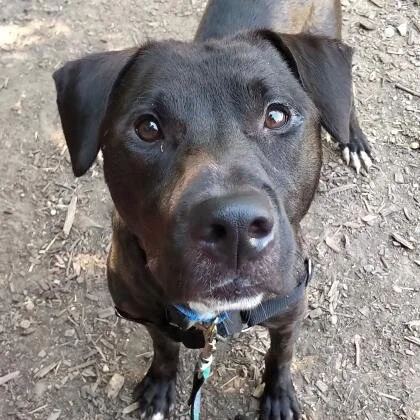 🐕‍🦺 ADOPT ME! Goonie, 2 year old lab mix