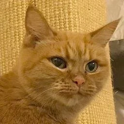 🐈ADOPT ME! Princess, 17 years old