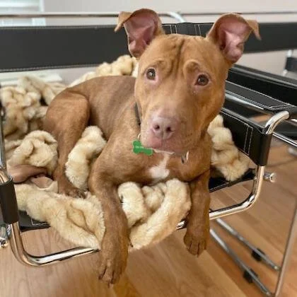 ADOPT ME! Hermione, 1