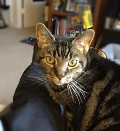 🐈 ADOPT ME! Austin, 10