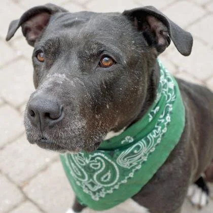 🐕‍🦺 ADOPT ME! Sasha, 9