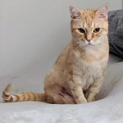 🐈 ADOPT ME! Crumpet, 7