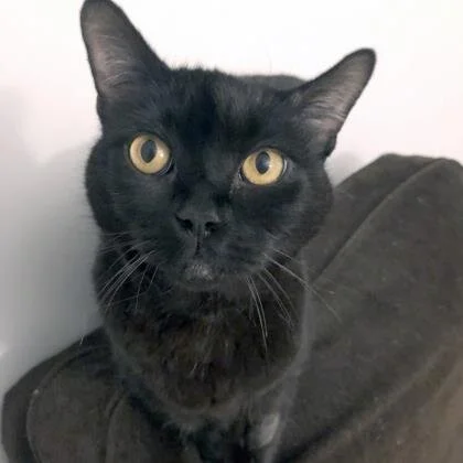 😻 ADOPT ME! Picasso, 11