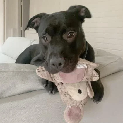 🐕‍🦺 ADOPT ME! Baby, 2