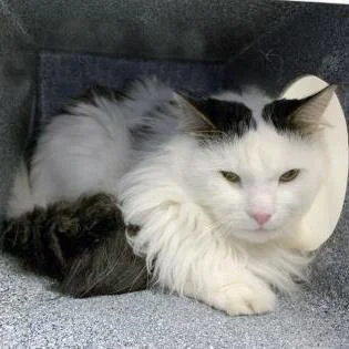 🐈 ADOPT ME! Kit Kat, 9