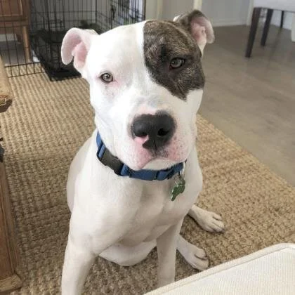 🐶 ADOPT ME! Johnny Rocket, 3