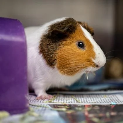 🐹 ADOPT ME! Power, 1