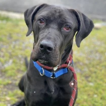 🐕‍🦺 ADOPT ME! Maeve, 1