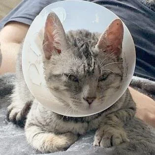 🐈 ADOPT ME! Hilly, 10 months