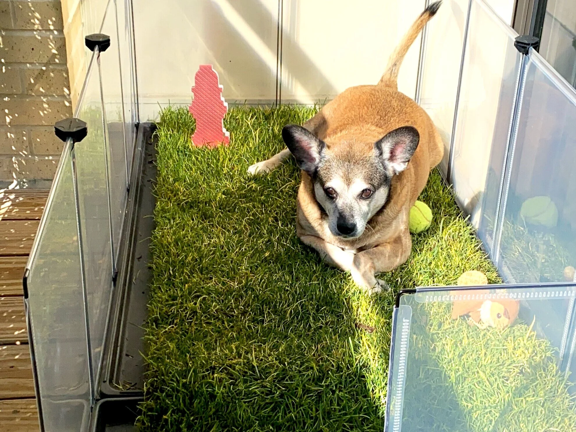 How I built a dog park (with real grass) on my balcony for less than $100