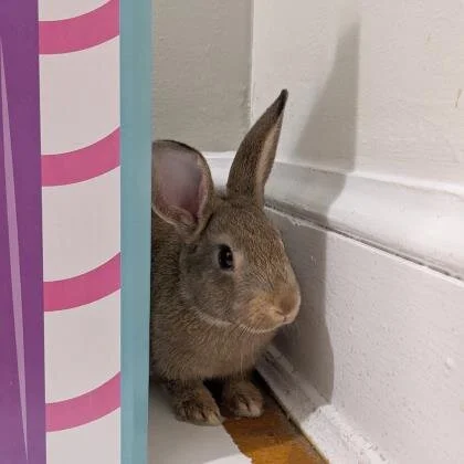 🐰 ADOPT ME! Murray, 6 months