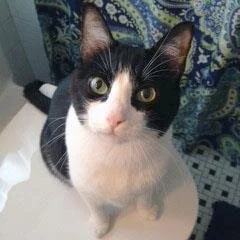 🐈 ADOPT ME! Sox, 4