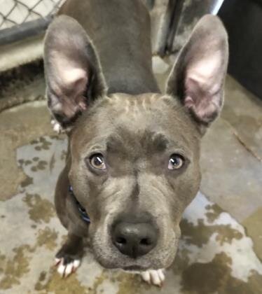 🐕‍🦺 ADOPT ME! Prada, 2