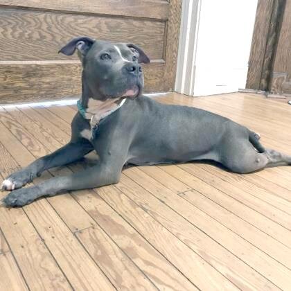 🐕‍🦺 ADOPT ME! Josie, 6