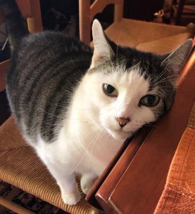 🐈 ADOPT ME! Iris, 10