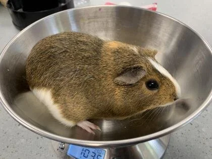 Harlem the Hamster is available for adoption