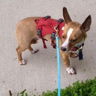 🦮 ADOPT ME! Fendi is available to a good and quiet home