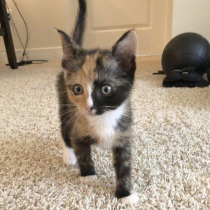 😻 ADOPT ME! Barley the cute kitty needs a forever home 