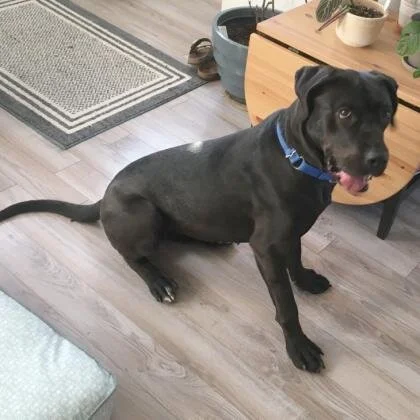 ADOPT ME! Maeve, a sweet and high-energy dog