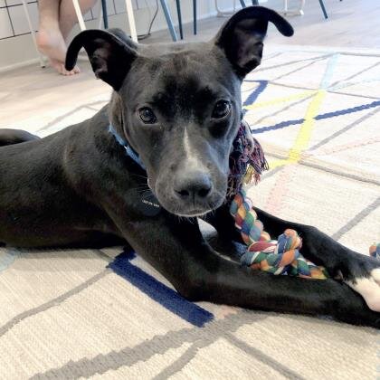 🐕‍🦺 ADOPT ME! Izzybell