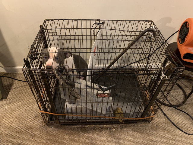 [PR] DC resident arrested for cruelty to animals